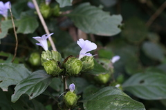 Barleria strigosa